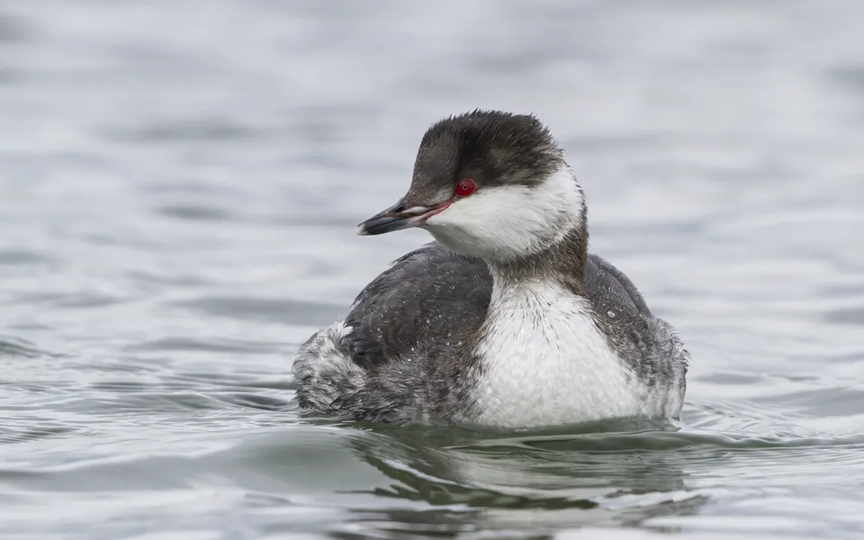 Horned Grebe (Podiceps auritus) — photo 2 of 4