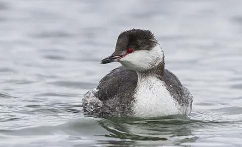 Horned Grebe (Podiceps auritus) — photo 2 of 4