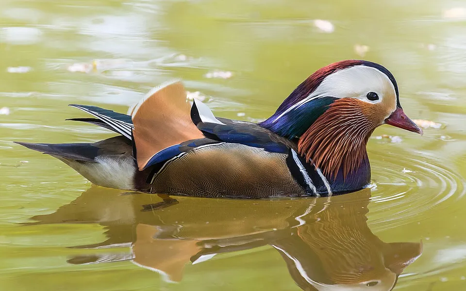 Mandarin Duck (Aix galericulata) — photo 1 of 4