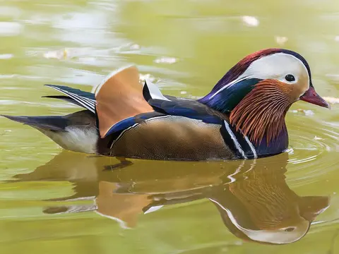 Mandarin Duck