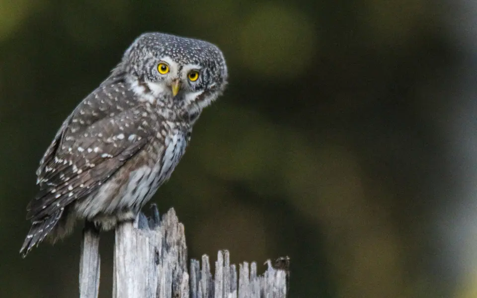 Eurasian Pygmy-Owl (Glaucidium passerinum) — photo 3 of 3