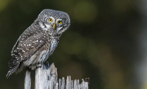 Eurasian Pygmy-Owl