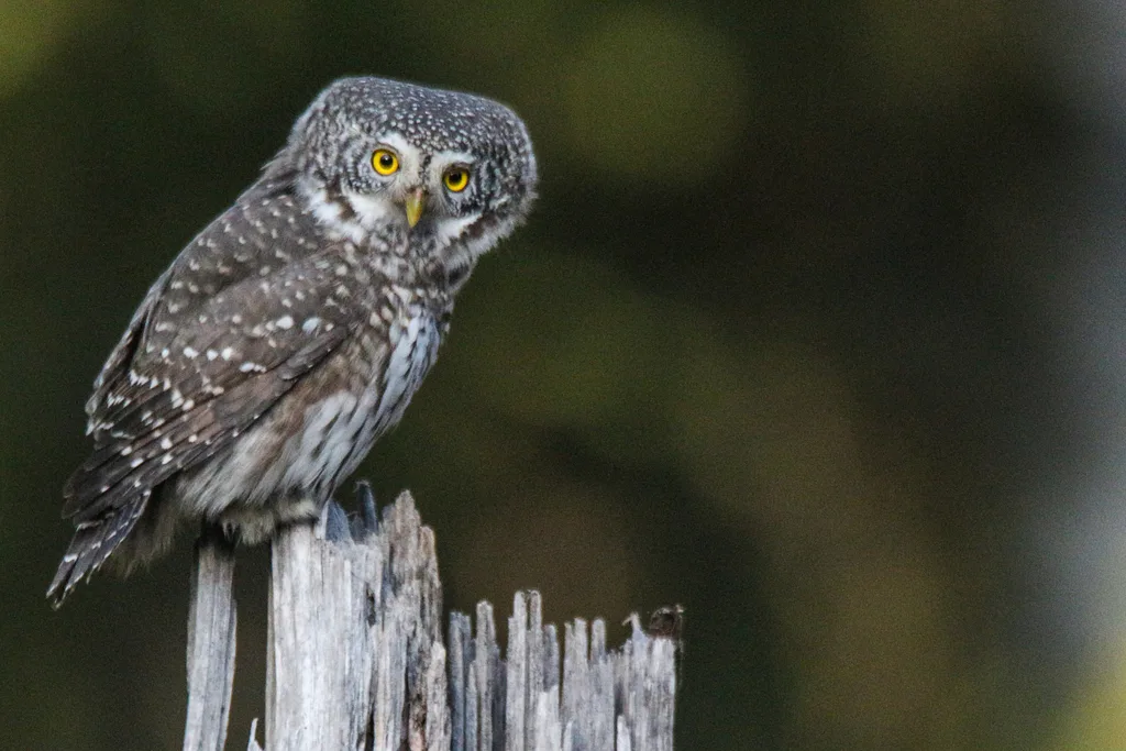 Eurasian Pygmy-Owl