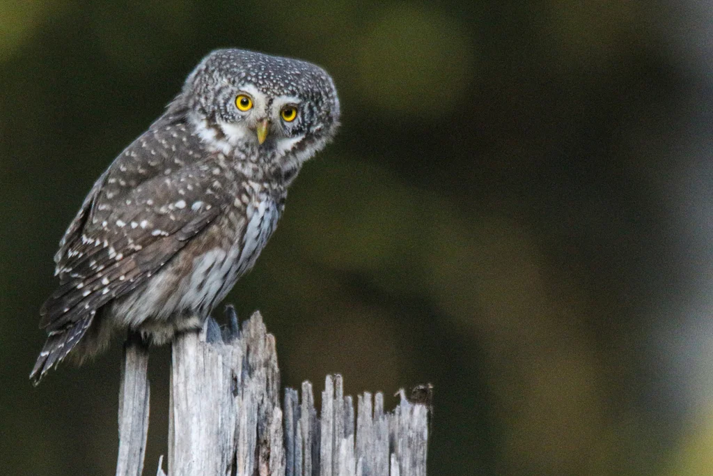 Eurasian Pygmy-Owl