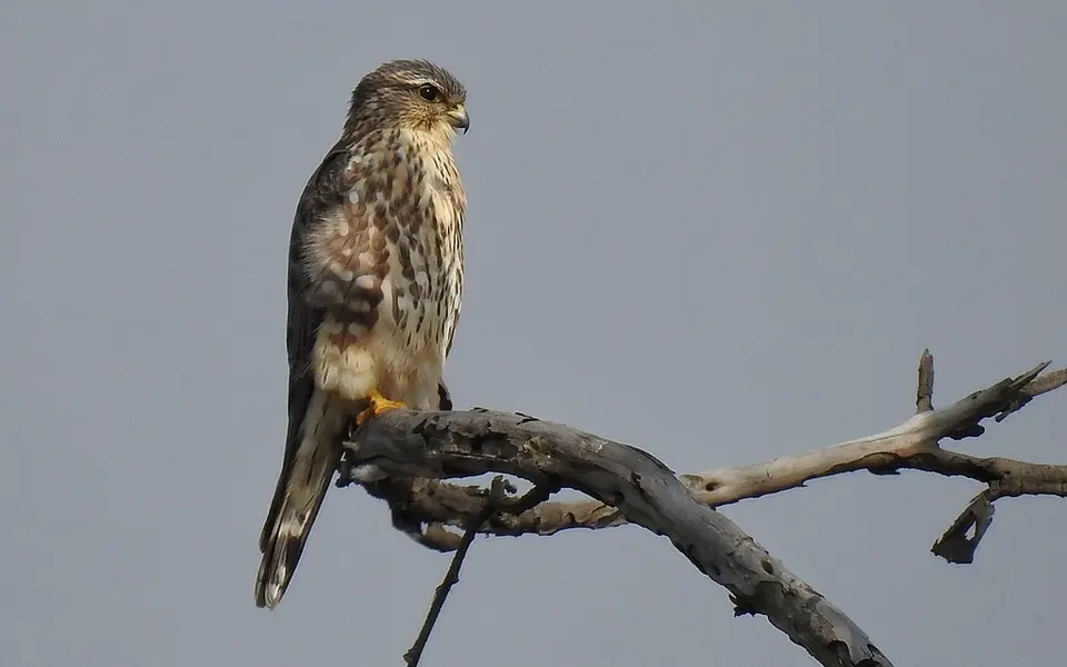 Merlin (Falco columbarius) — photo 5 of 5