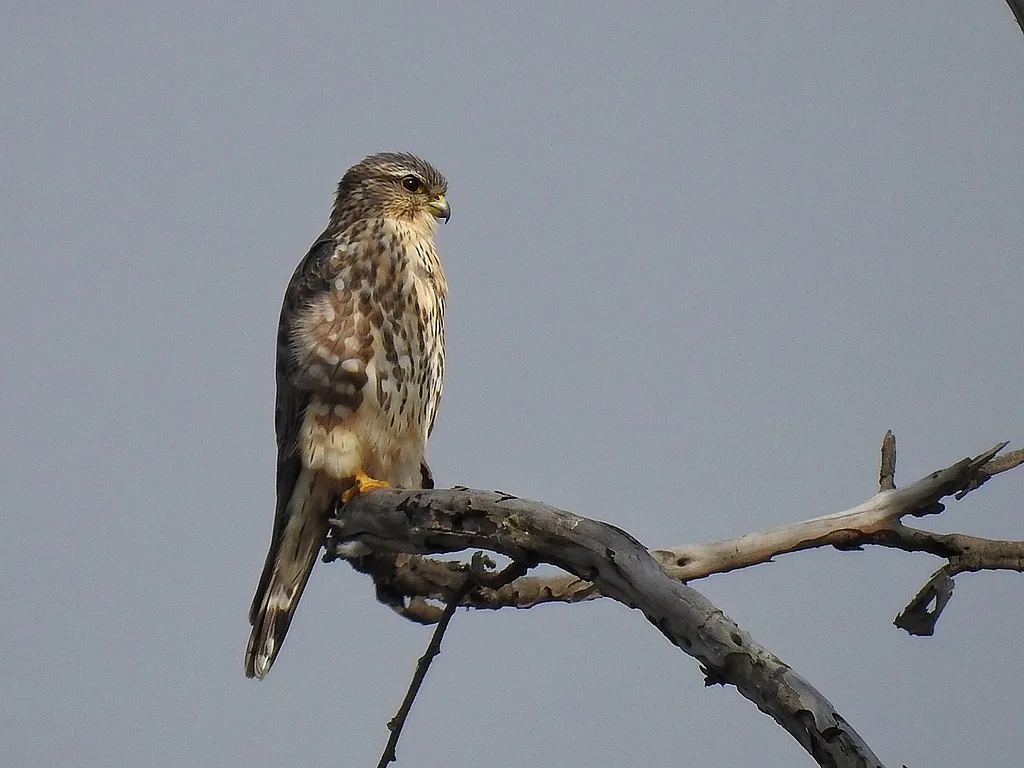 Merlin