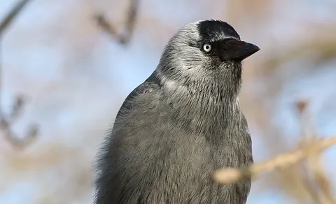 Eurasian Jackdaw (Coloeus monedula) — photo 3 of 5