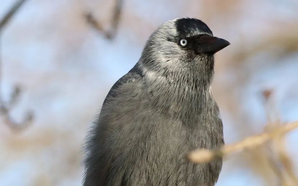 Eurasian Jackdaw (Coloeus monedula) — photo 3 of 5