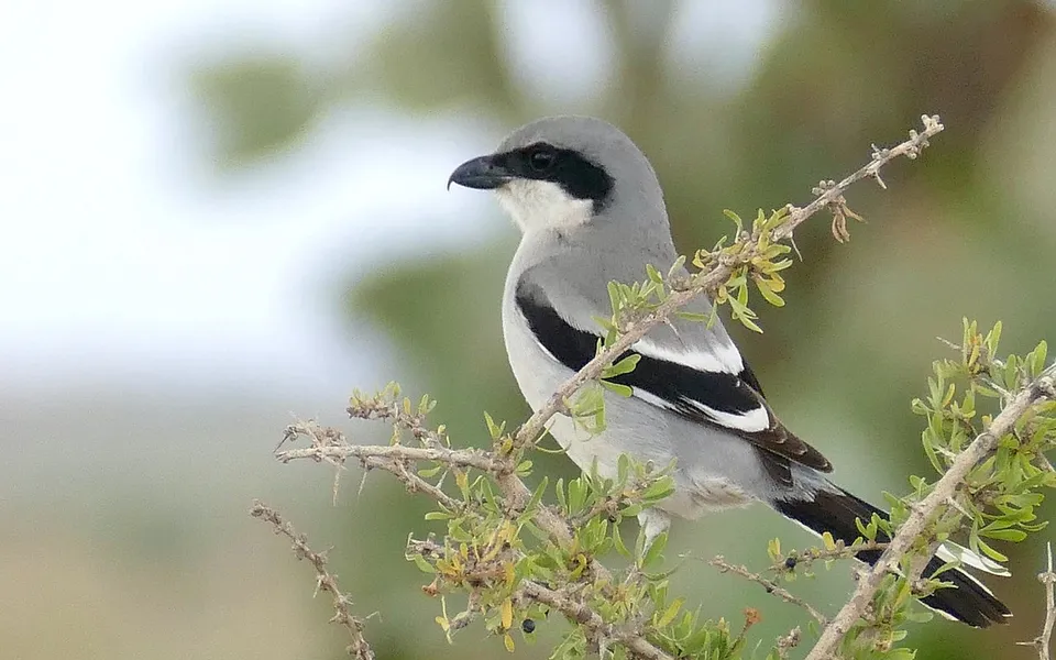 Great Gray Shrike (Lanius excubitor) — photo 4 of 4