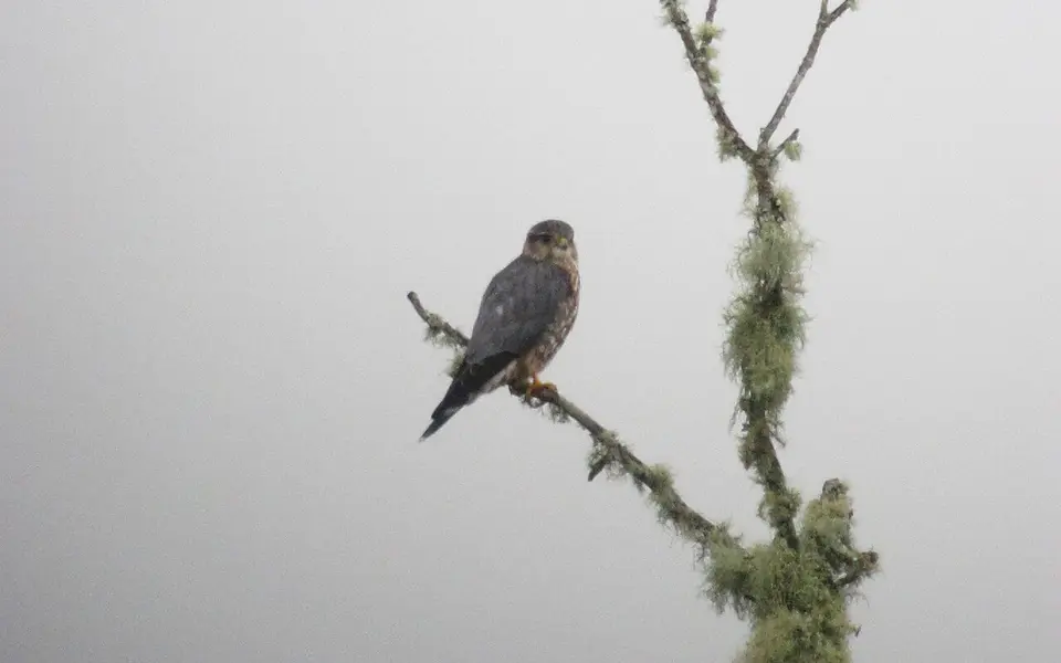 Merlin (Falco columbarius) — photo 3 of 5