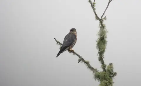 Merlin (Falco columbarius) — photo 3 of 5