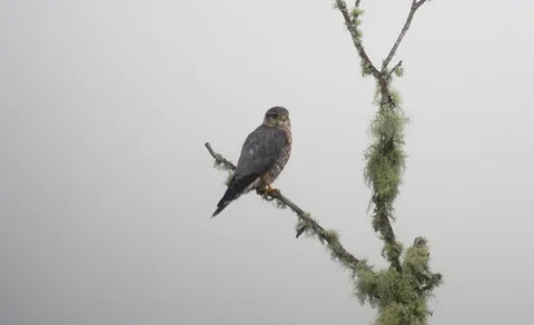 Merlin