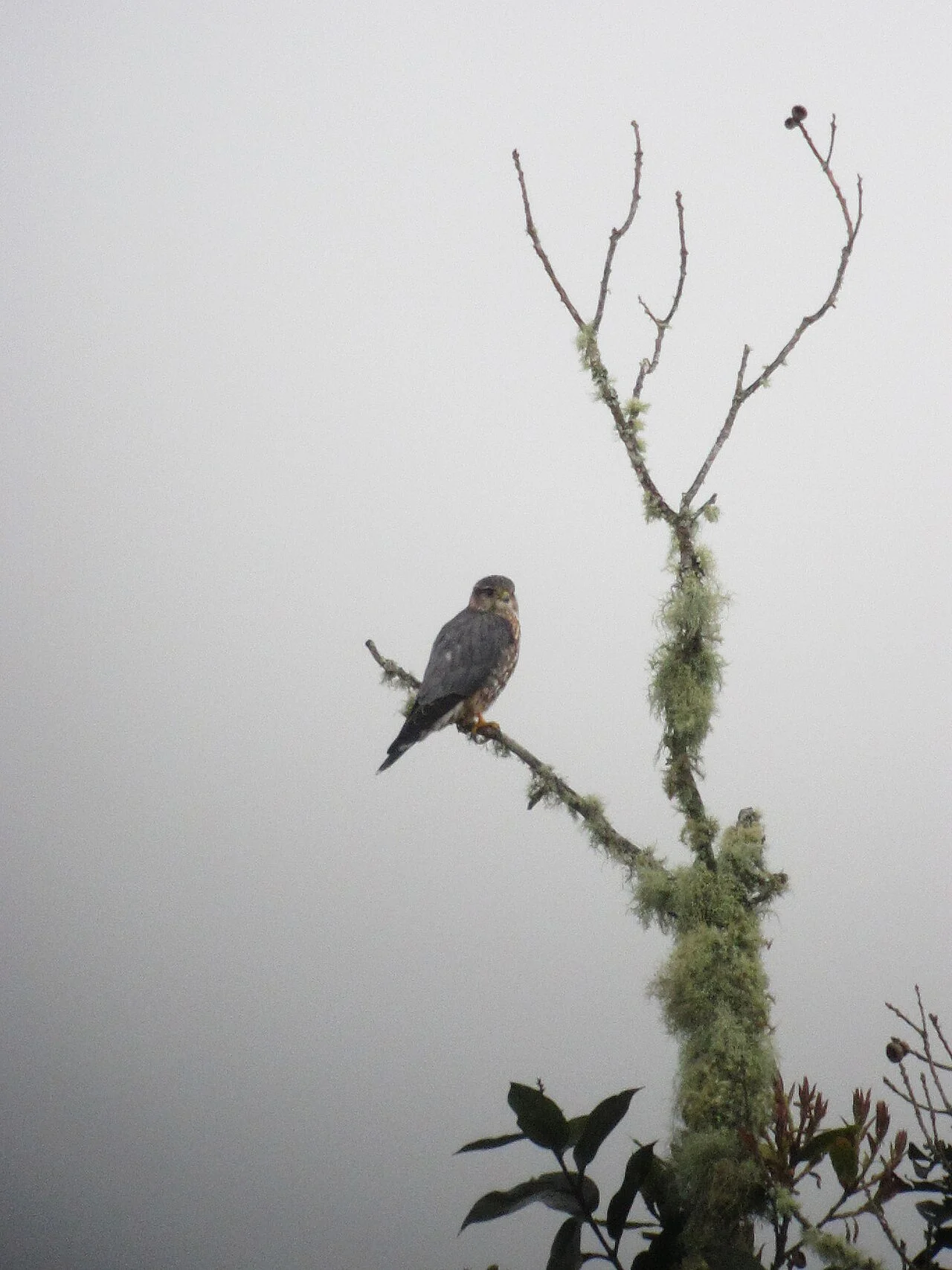 Merlin