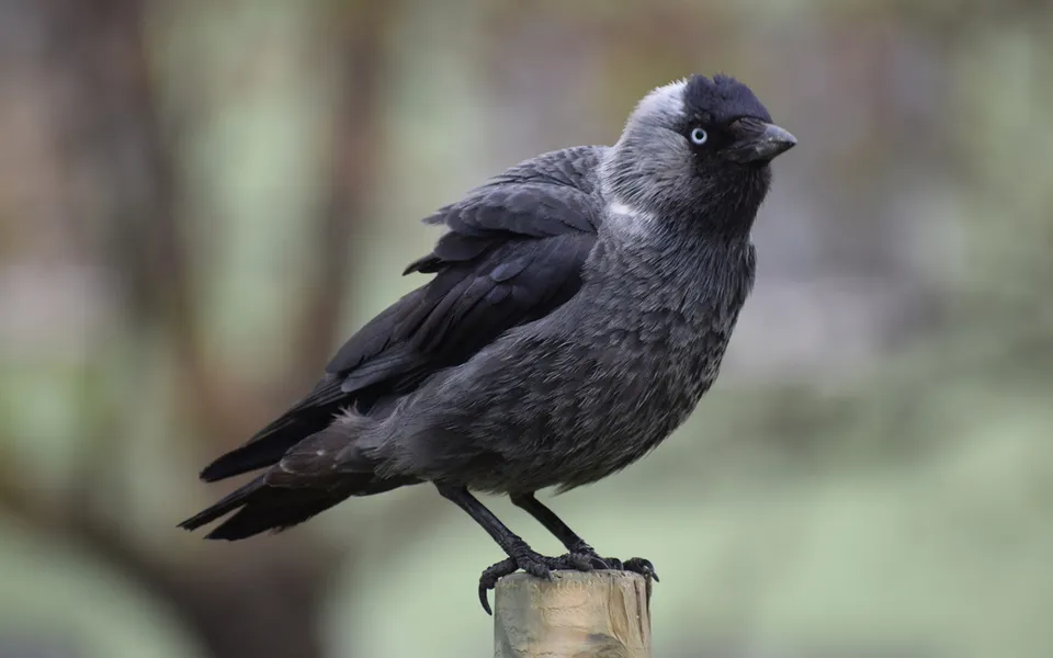 Eurasian Jackdaw (Coloeus monedula) — photo 4 of 5