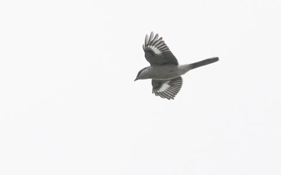 Great Gray Shrike (Lanius excubitor) — photo 3 of 4