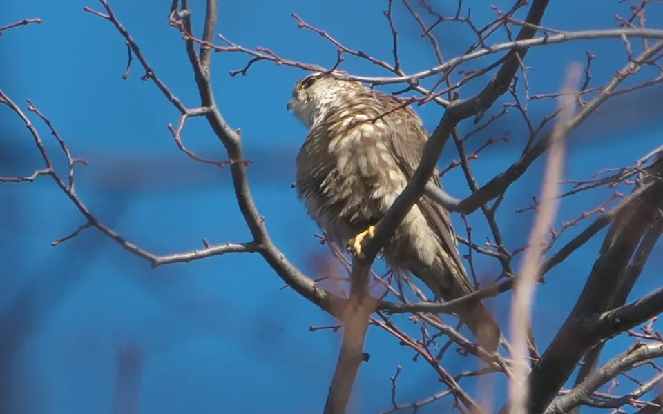 Merlin (Falco columbarius) — photo 4 of 5