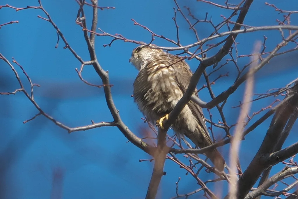 Merlin