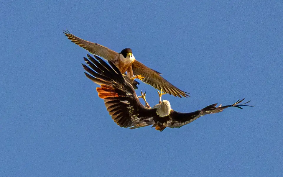 Peregrine Falcon (Falco peregrinus) — photo 2 of 4