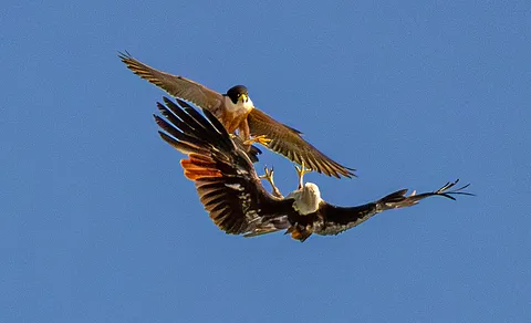 Peregrine Falcon