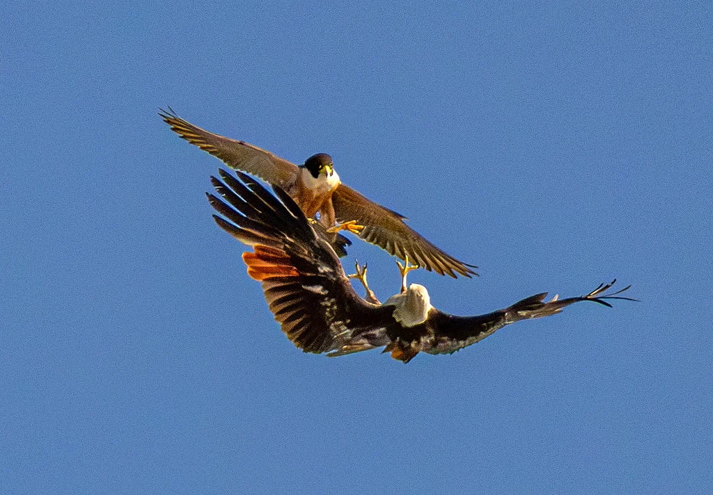 Peregrine Falcon