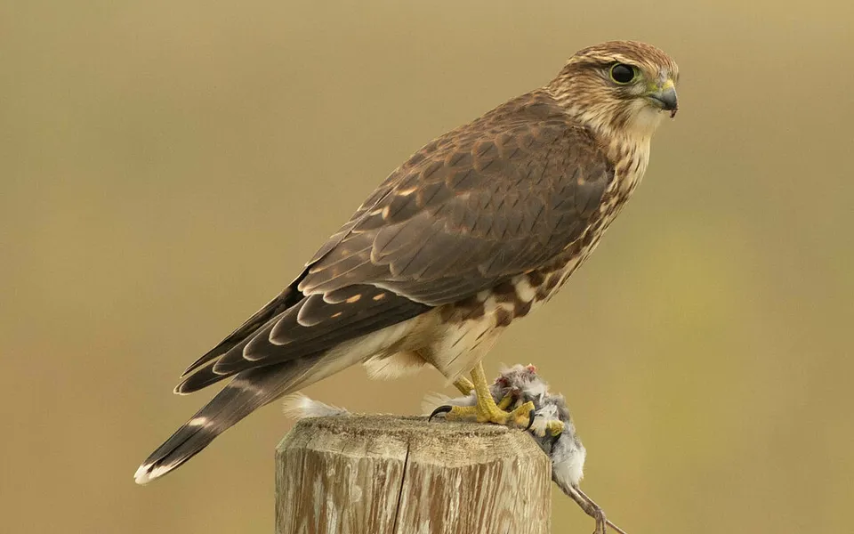 Merlin