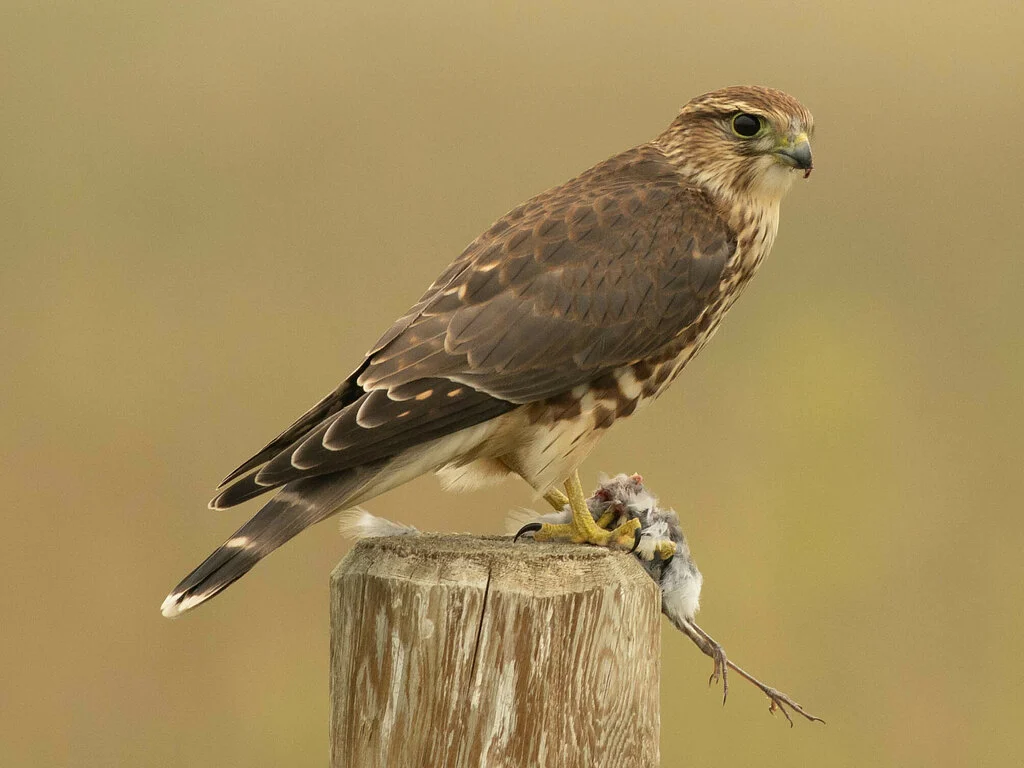 Merlin
