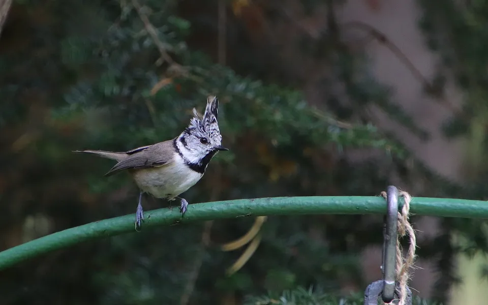 Crested Tit (Lophophanes cristatus) — photo 2 of 5