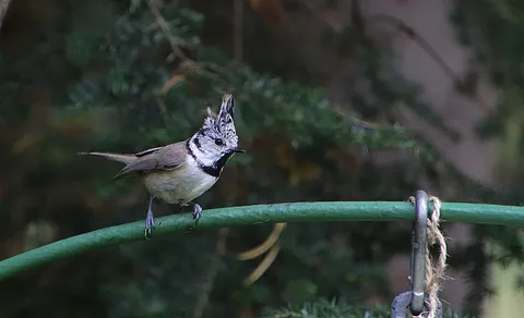 Crested Tit (Lophophanes cristatus) — photo 2 of 5