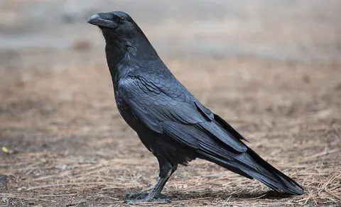 Common Raven (Corvus corax) — photo 3 of 4