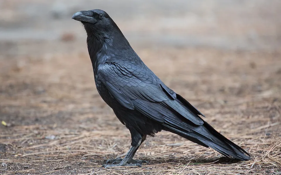 Common Raven (Corvus corax) — photo 3 of 4