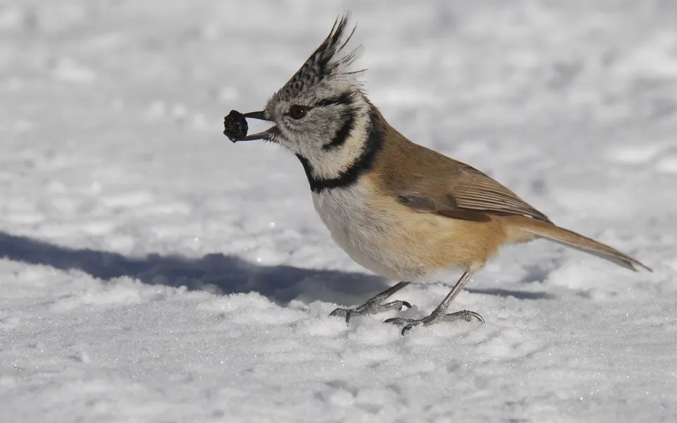 Crested Tit (Lophophanes cristatus) — photo 3 of 5
