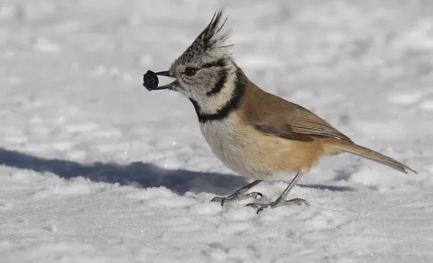 Crested Tit (Lophophanes cristatus) — photo 3 of 5