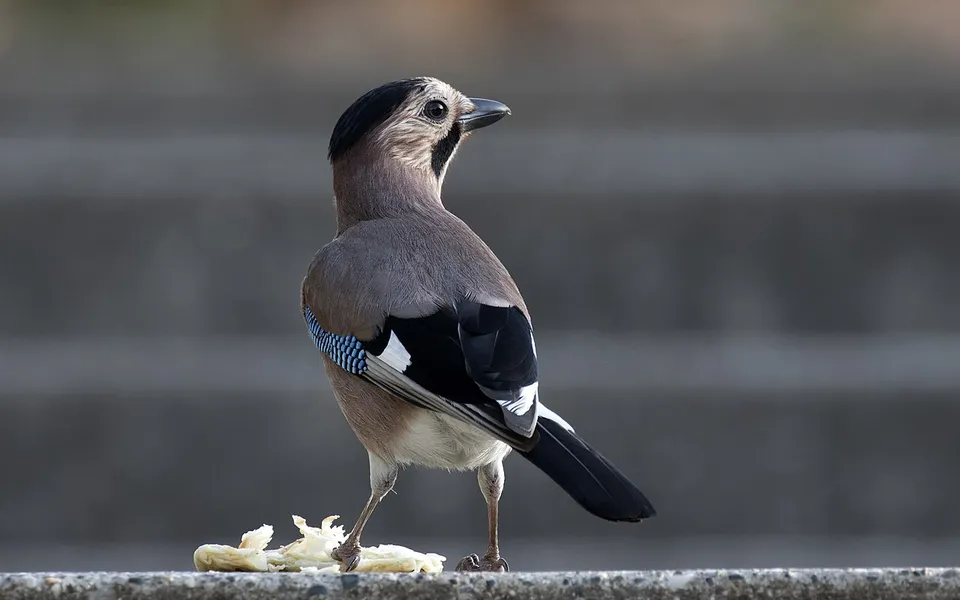 Eurasian Jay (Garrulus glandarius) — photo 3 of 5