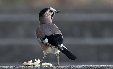 Eurasian Jay (Garrulus glandarius) — photo 3 of 5