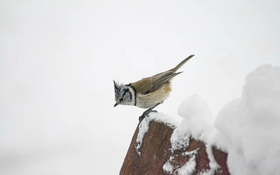 Crested Tit (Lophophanes cristatus) — photo 4 of 5
