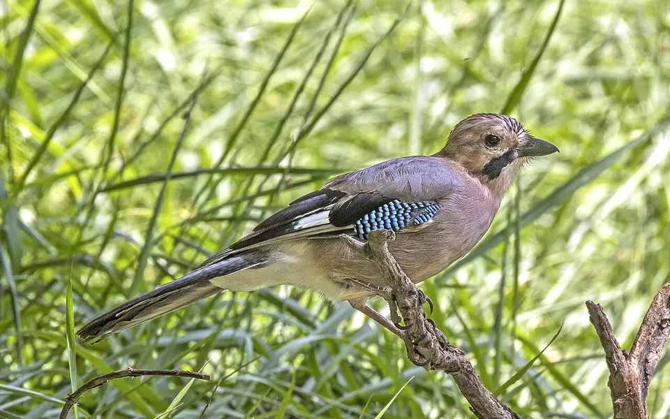 Eurasian Jay (Garrulus glandarius) — photo 4 of 5