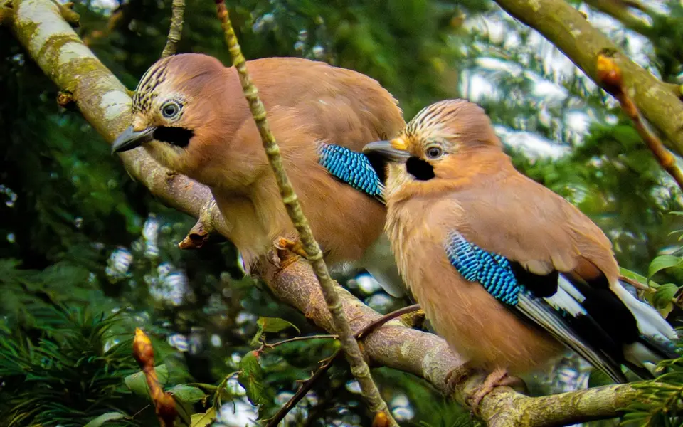 Eurasian Jay (Garrulus glandarius) — photo 5 of 6