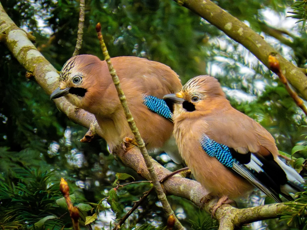 Eurasian Jay (Garrulus glandarius) — photo 5 of 6