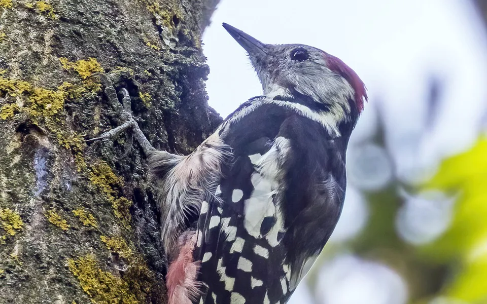 Middle Spotted Woodpecker (Dendrocoptes medius) — photo 4 of 4