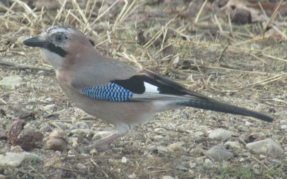 Eurasian Jay (Garrulus glandarius) — photo 5 of 5