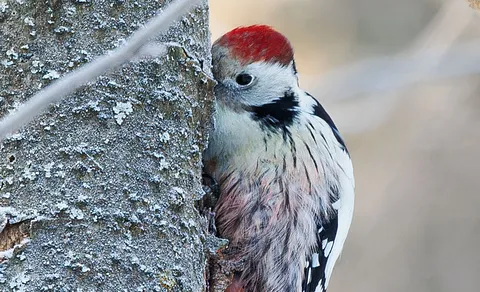 Middle Spotted Woodpecker (Dendrocoptes medius) — photo 3 of 4