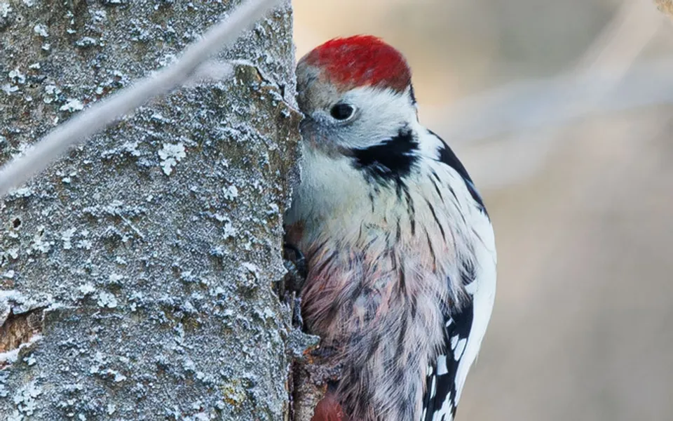 Middle Spotted Woodpecker (Dendrocoptes medius) — photo 3 of 4