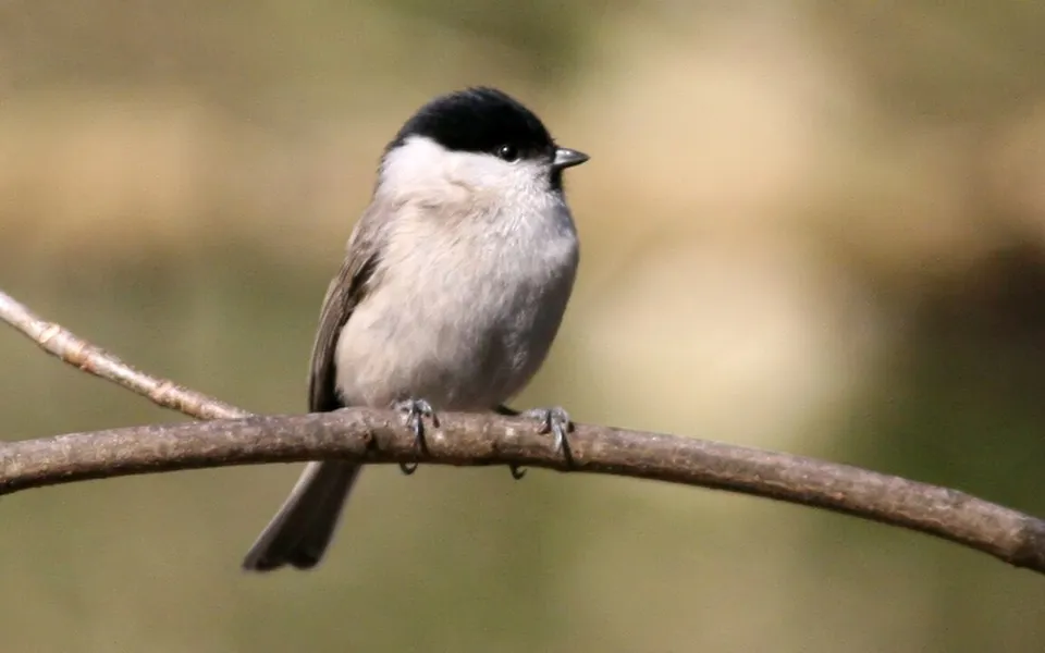 Marsh Tit (Poecile palustris) — photo 5 of 5