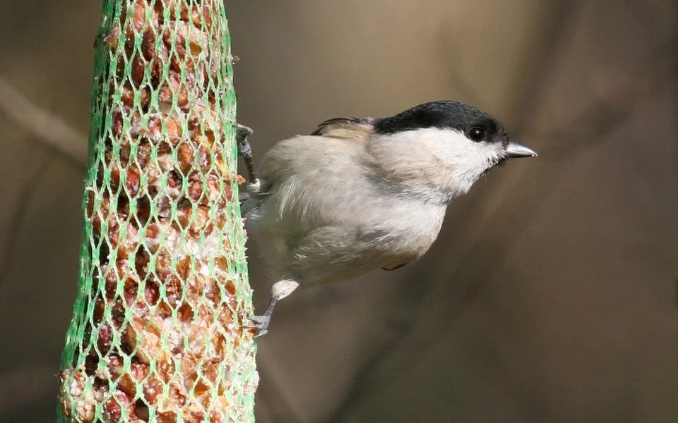 Marsh Tit (Poecile palustris) — photo 3 of 5