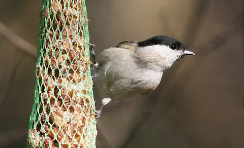 Marsh Tit (Poecile palustris) — photo 3 of 5
