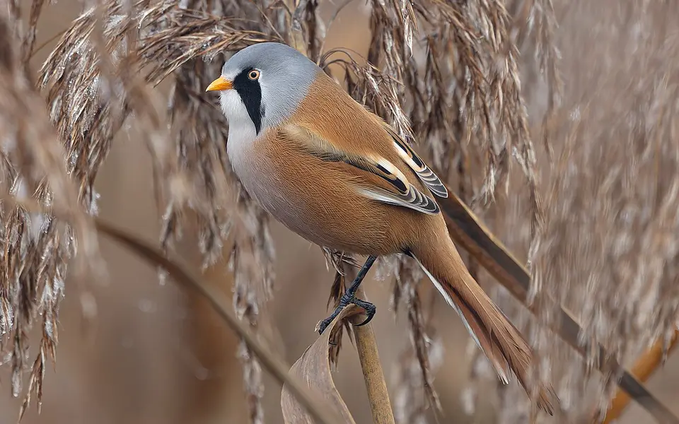 Bearded Reedling (Panurus biarmicus) — photo 2 of 4