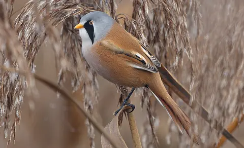 Bearded Reedling (Panurus biarmicus) — photo 2 of 4