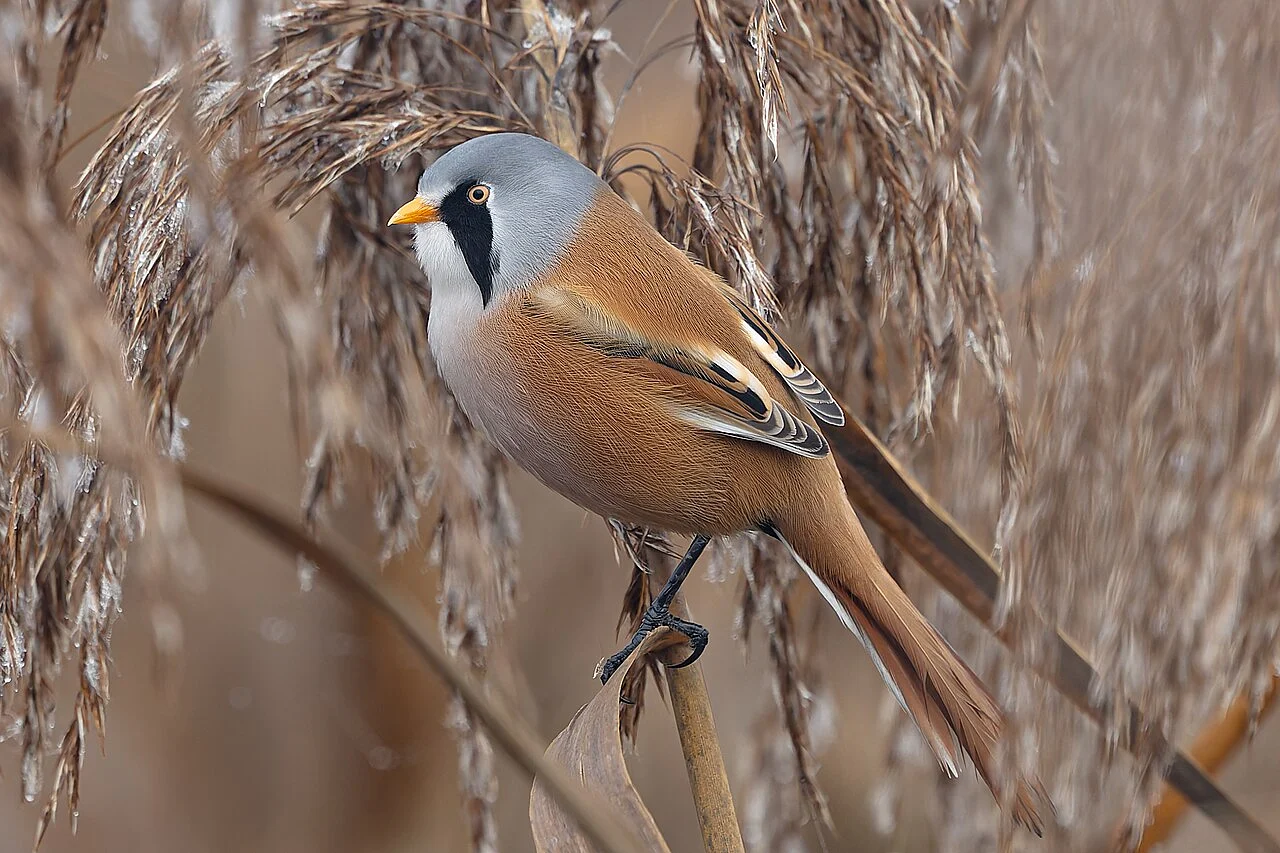 Bearded Reedling (Panurus biarmicus) — photo 2 of 4