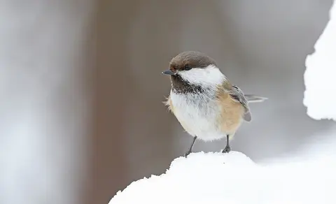 Gray-headed Chickadee (Poecile cinctus) — photo 2 of 5