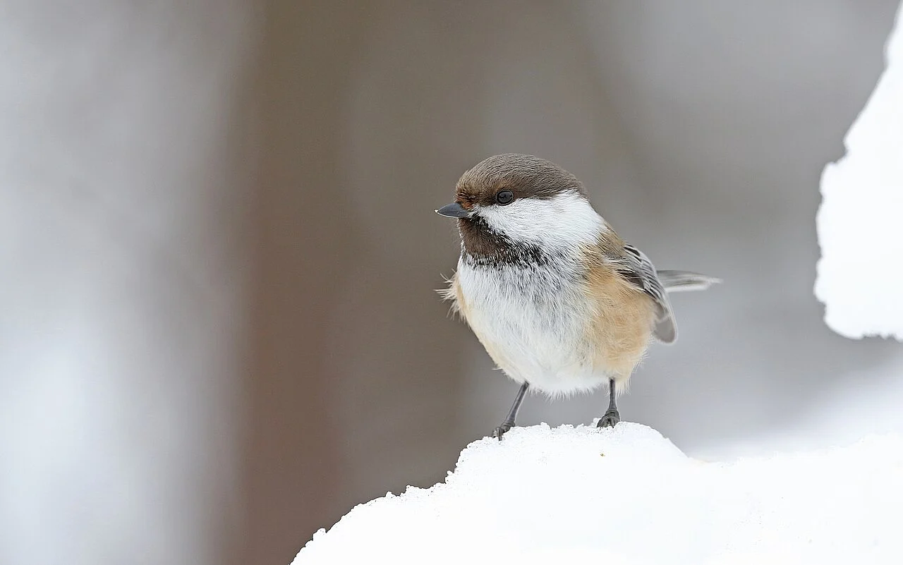 Gray-headed Chickadee (Poecile cinctus) — photo 2 of 5